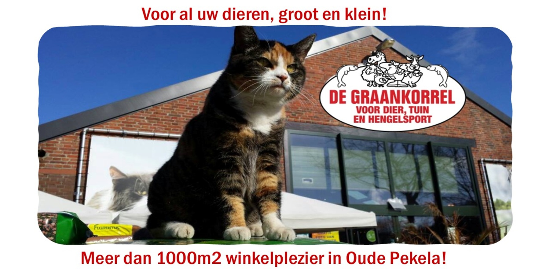 Graankorrel